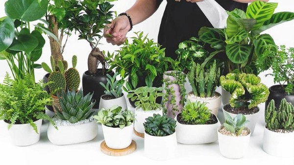 Hiểu rõ bản chất Mệnh Hỏa và tác động của cây xanh