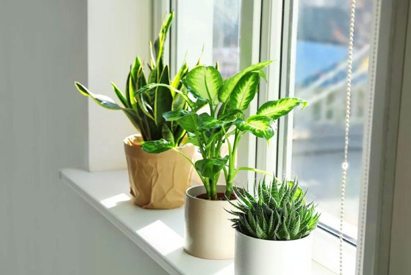 Cách bài trí cây cảnh hợp mệnh Hỏa để phát huy tối đa hiệu quả